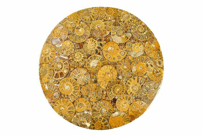 Composite Plate Of Agatized Ammonite Fossils #280996